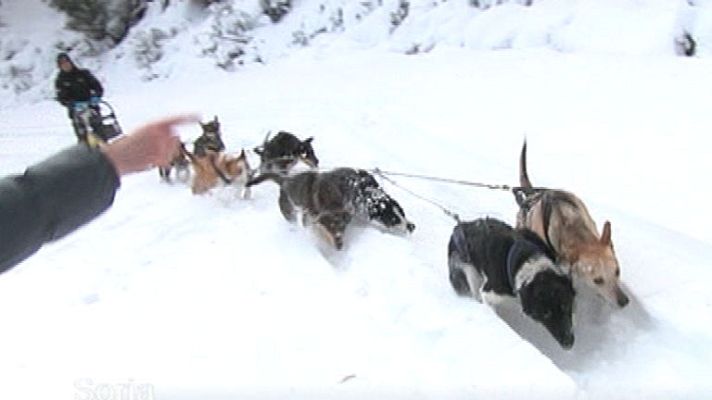 España Directo - ¿Qué es el mushing?