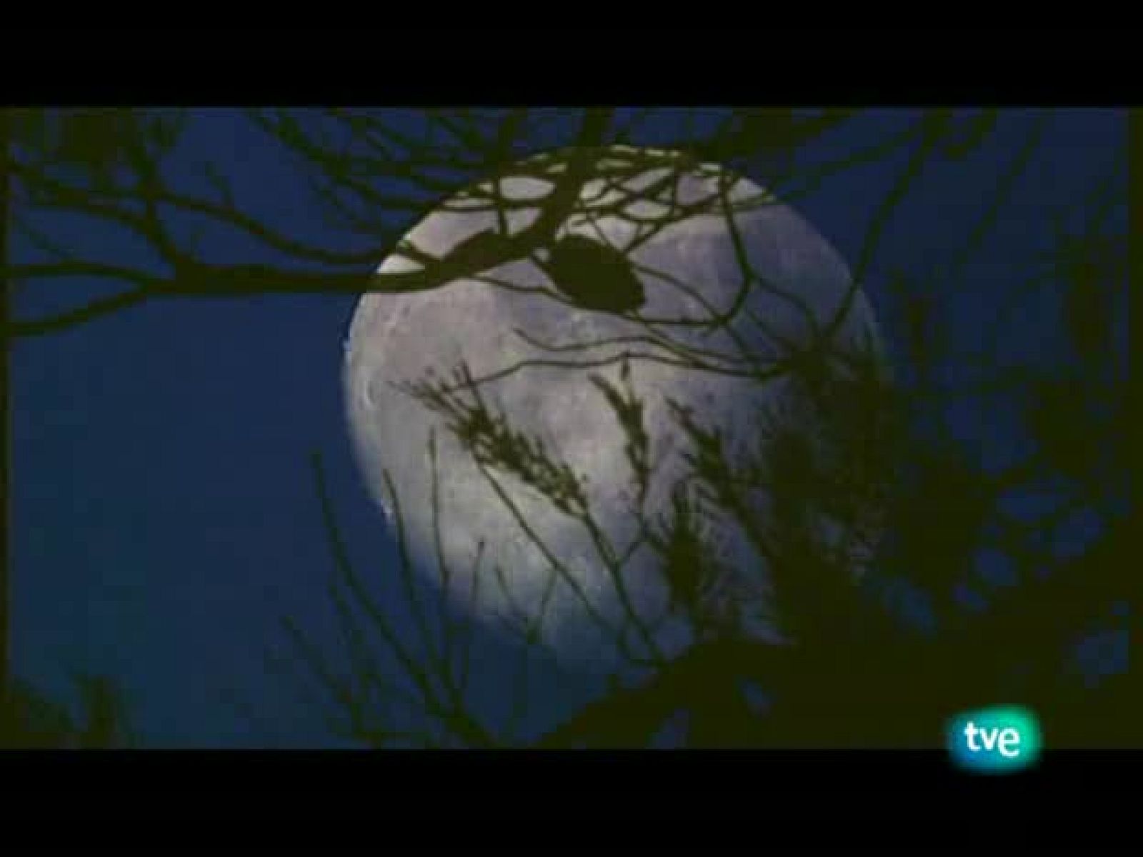 Jara y sedal - Crónica caza 2008 - Jara y sedal | Ver