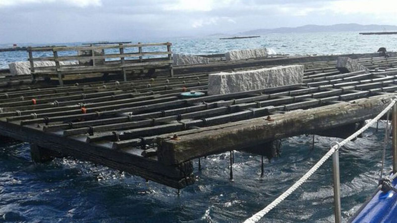 Ruta sensitiva del mejillón