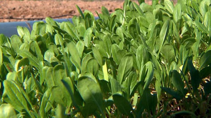 Aquí la Tierra - ¿Cómo se plantan las espinacas?
