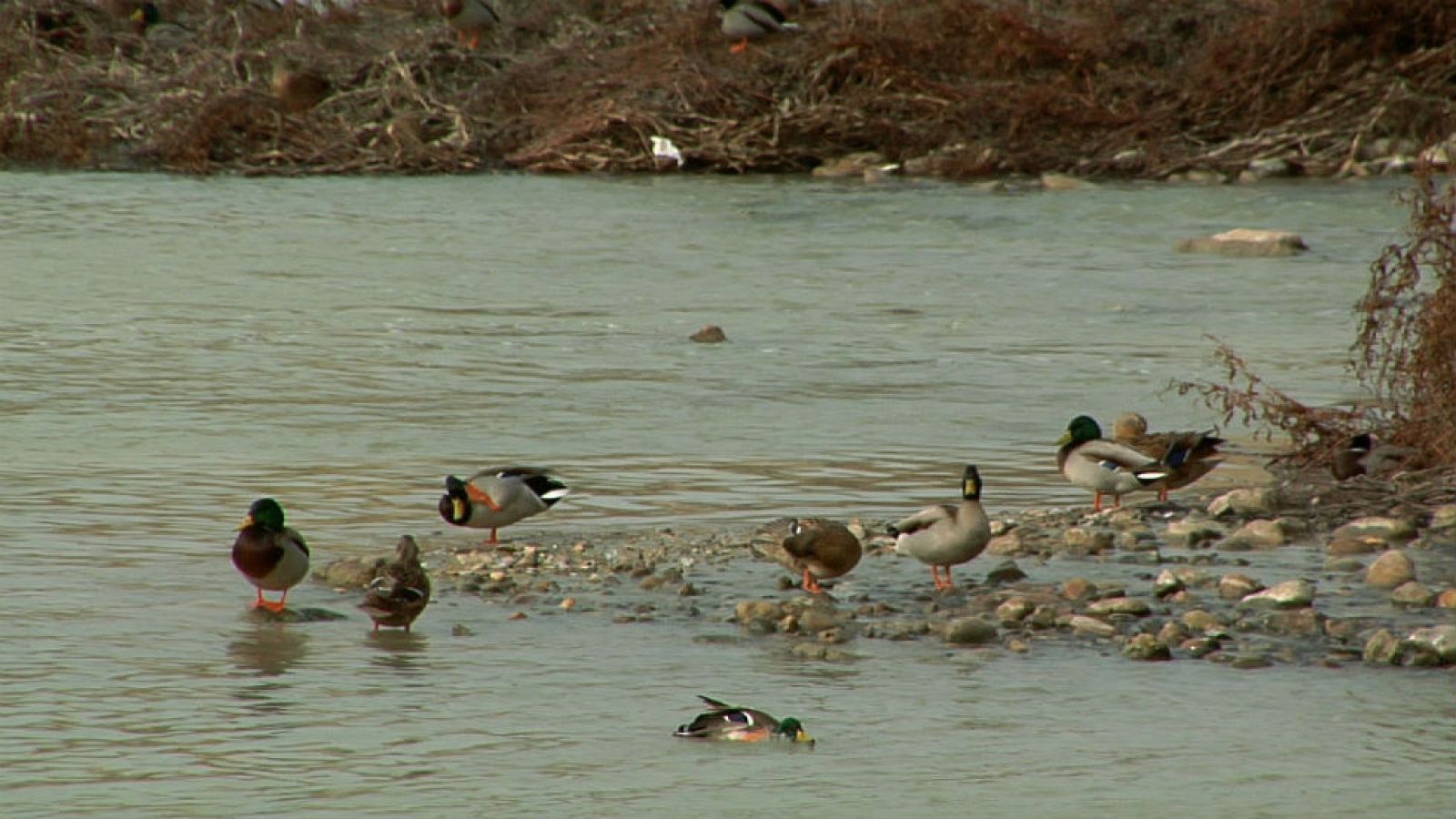 Un balneario plumífero