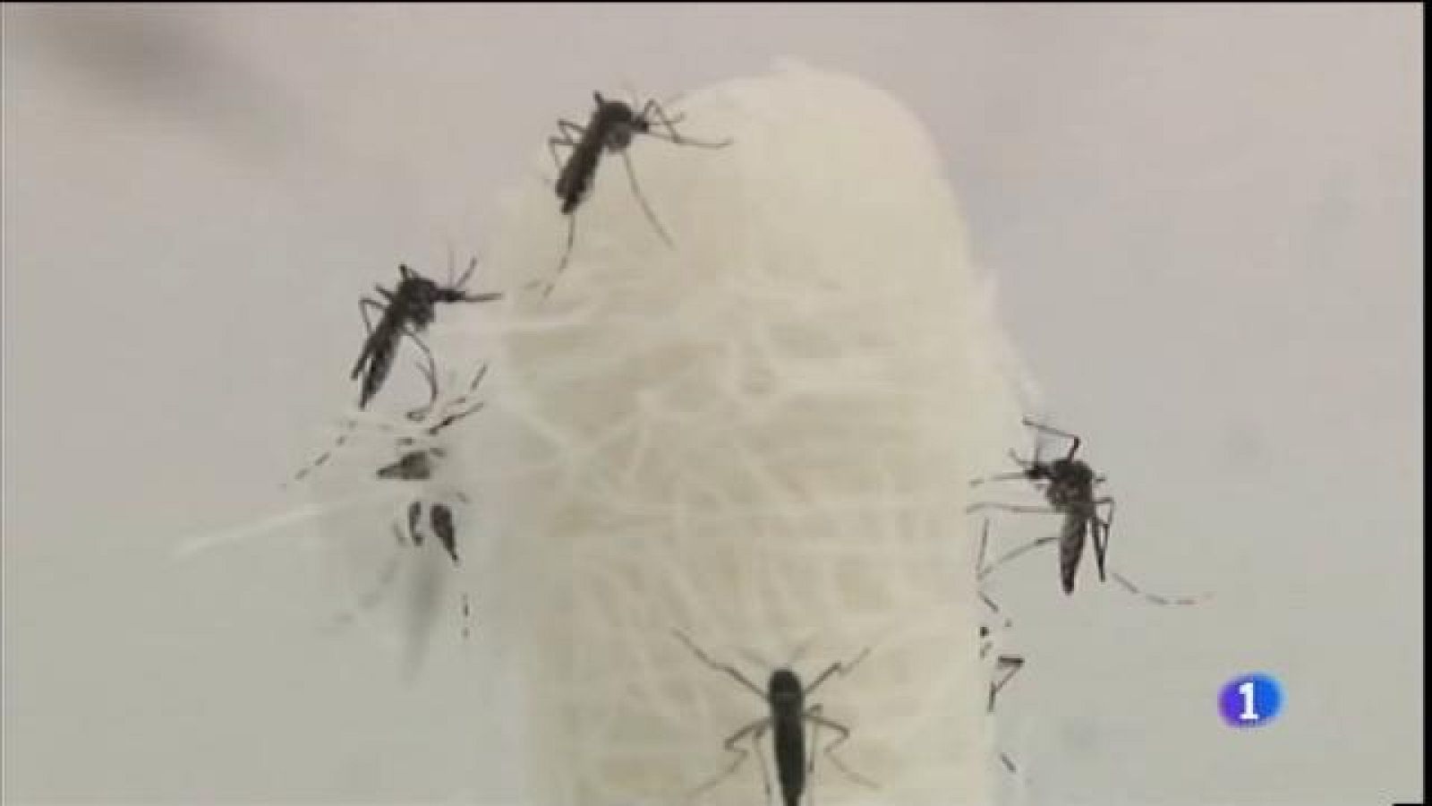 Primer cas del virus Zika a les Balears