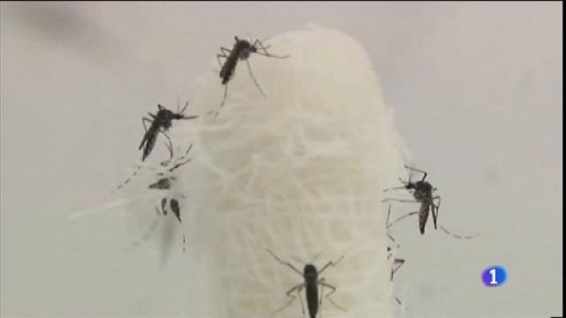 Primer cas del virus Zika a les Balears