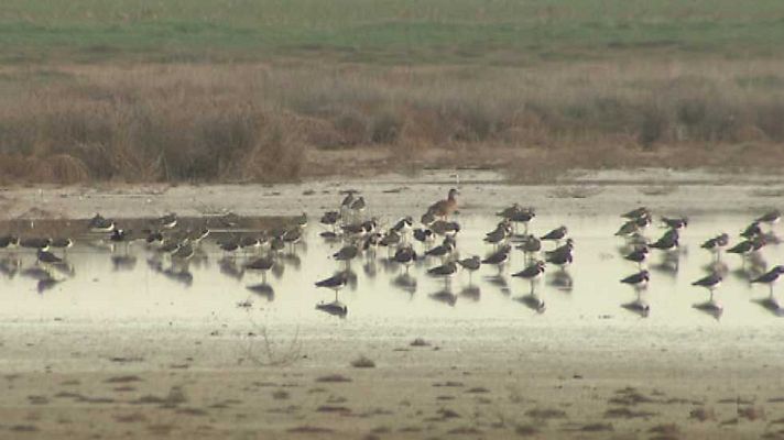 El escarabajo verde - Recuento al amanecer