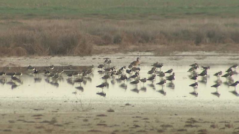 Escarabajo verde - Recuento al amanecer - Ver ahora