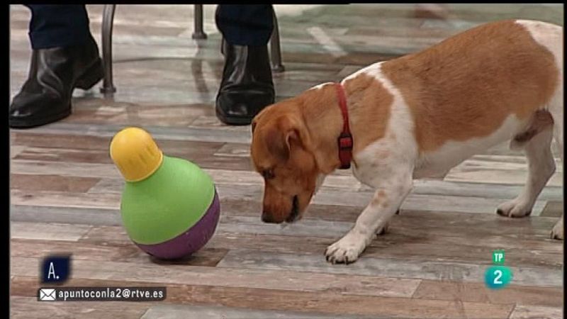 A punto con La 2 - Animales en casa - Mascotas mentalmente activas