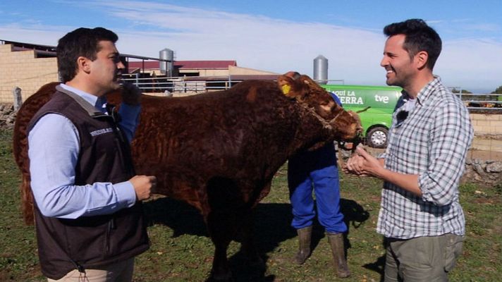 Aquí la Tierra - Foque, un toro único