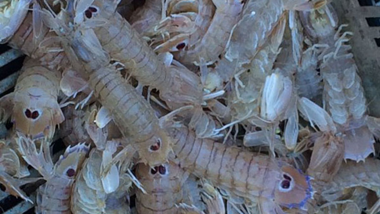 Las galeras, un producto de moda