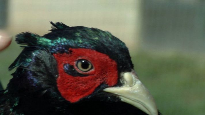 Aquí la Tierra - Faisán, por su pluma lo identificarás