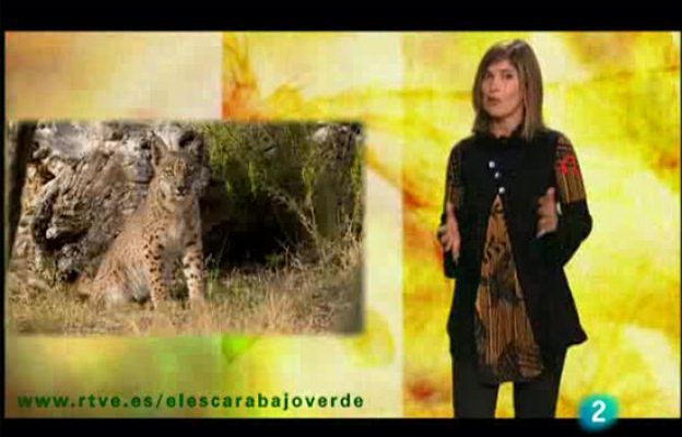 El escarabajo verde - Especies en alerta roja