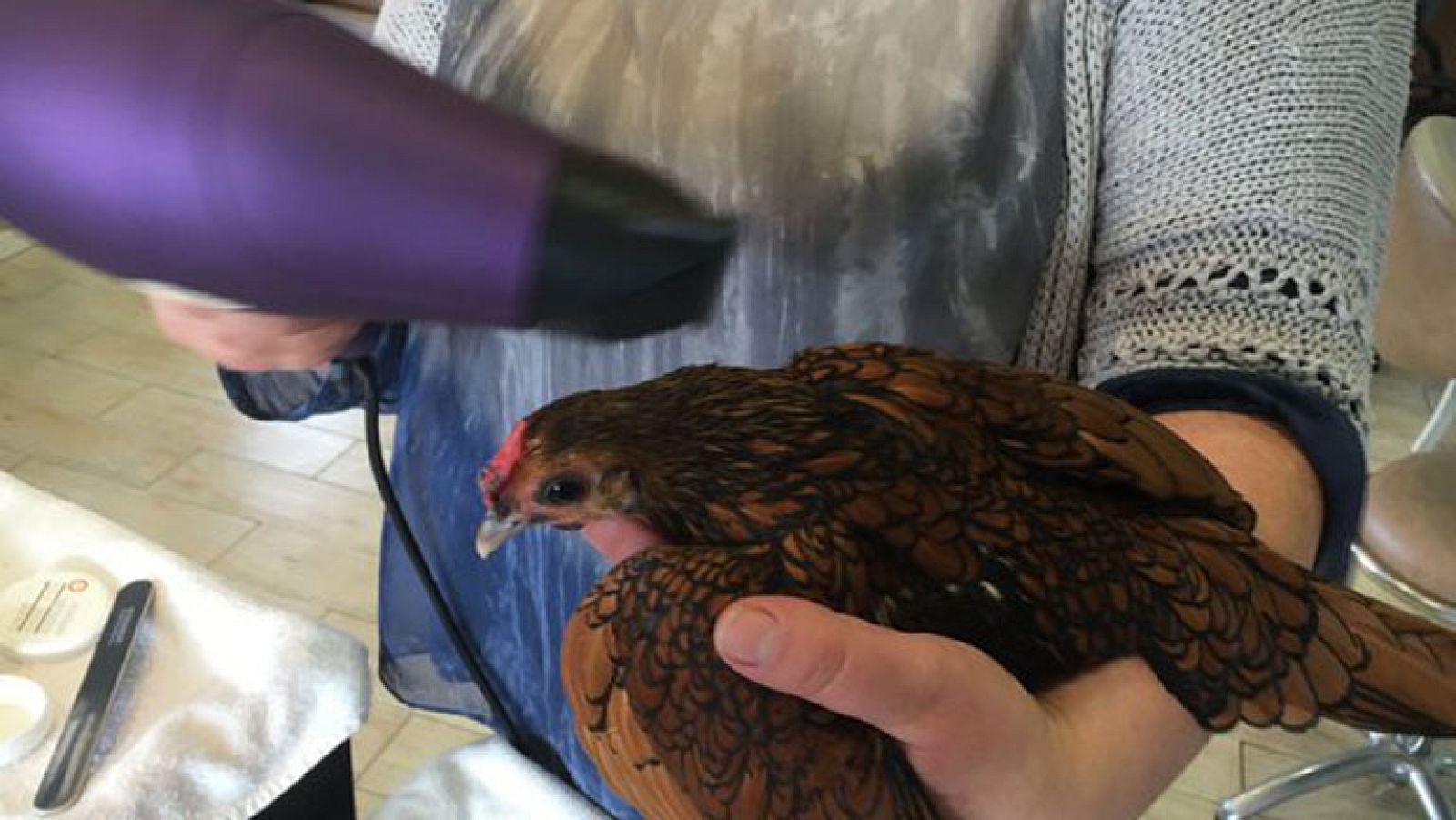 Carmen, la peluquera de las gallinas campeonas