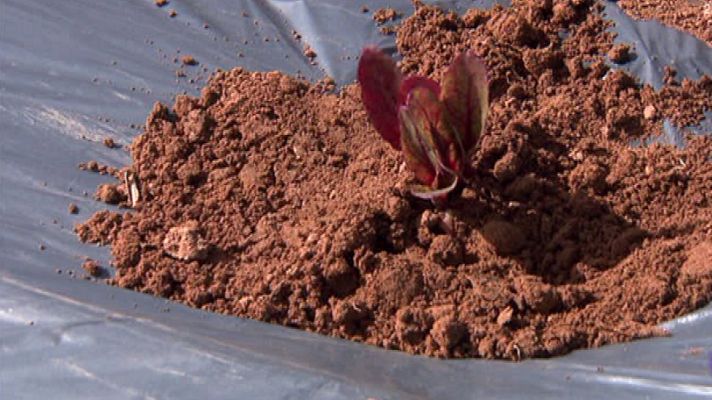 Aquí la Tierra - Es época de remolacha, la hortaliza deportiva