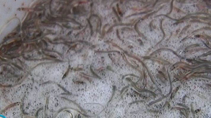 España Directo - La pesca de la angula