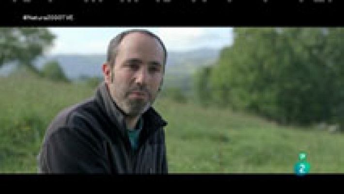 Red Natura 2000 - Belate: vacas en ecológico