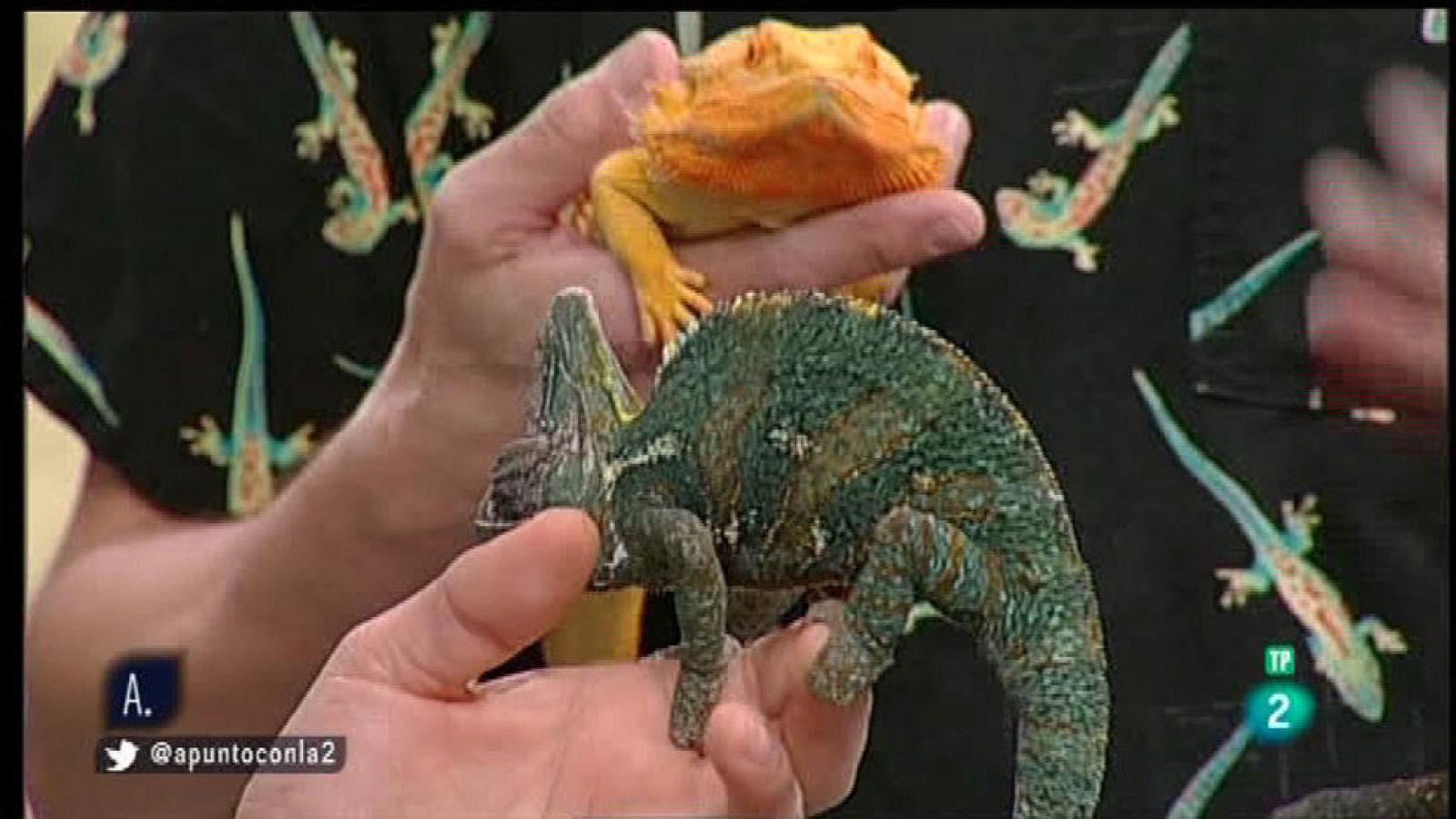 A punto con La 2 - Animales en casa - Reptiles como mascotas