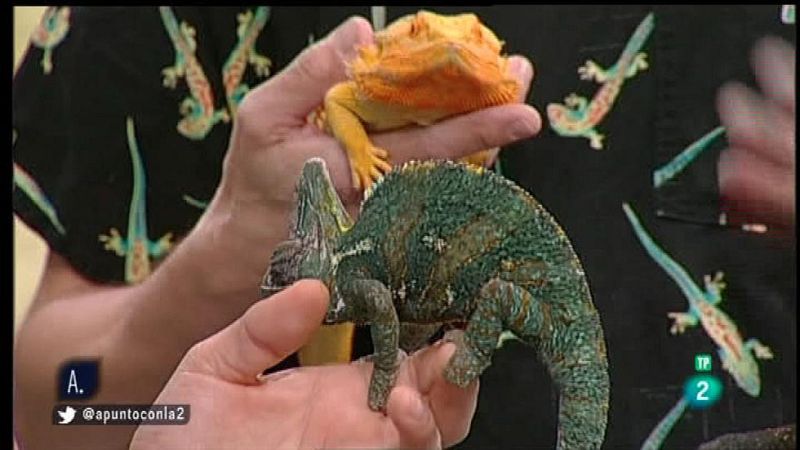 A punto con La 2 - Animales en casa - Reptiles como mascotas