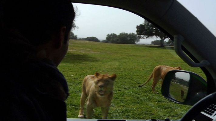 Aquí la Tierra - Nos vamos de Safari ¿en Madrid?