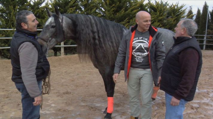 Aquí la Tierra - Caballos de pura raza española
