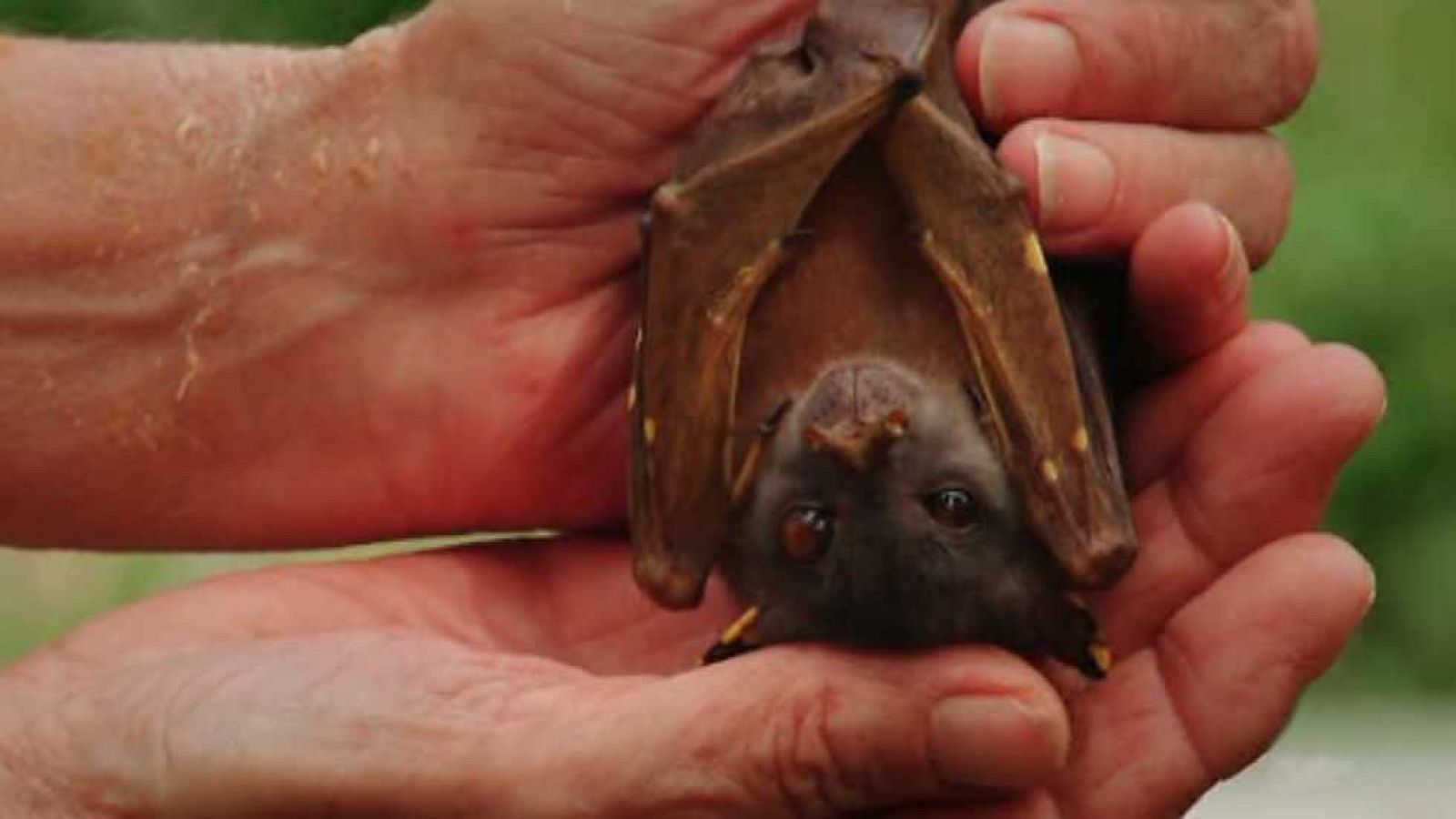 La aventura del saber - 15/03/16 - ver ahora