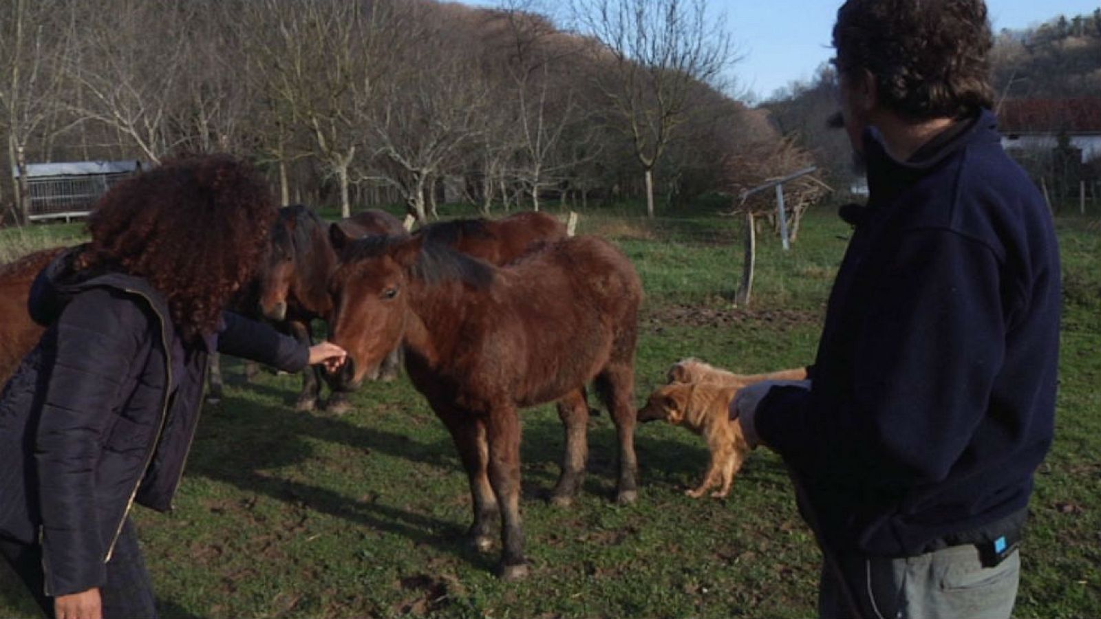 Jaca navarra, trabajadora en el monte