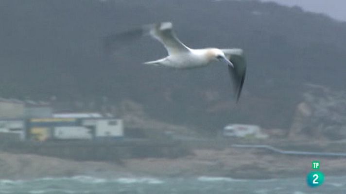 La aventura del Saber - Reservas Ornitológicas: O Grove