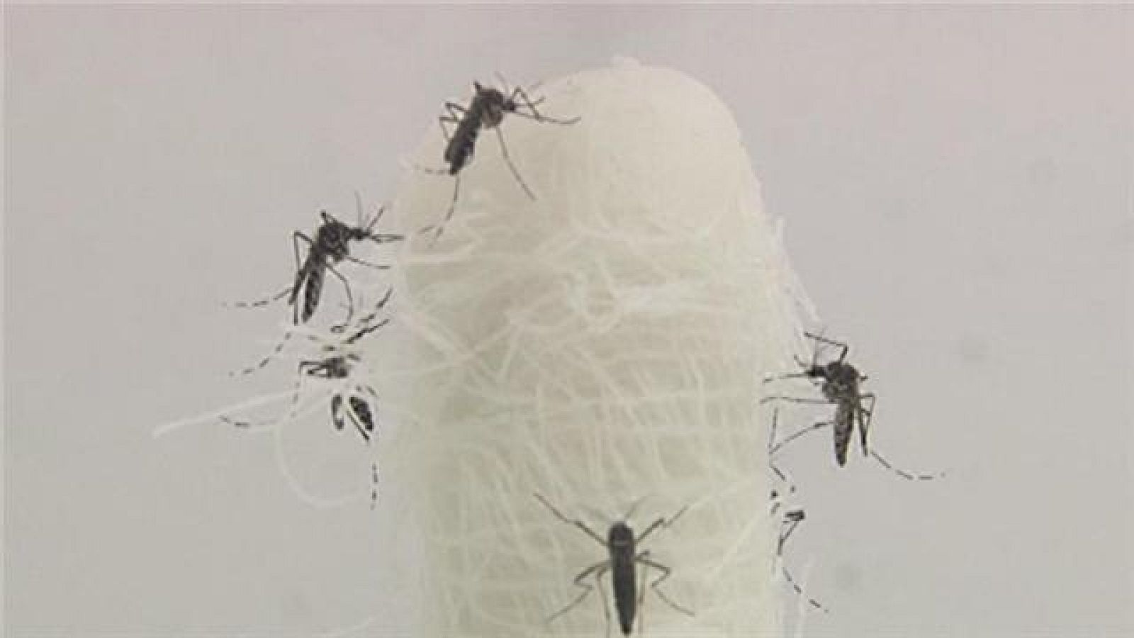 Canarias en 2' - 16/03/2016