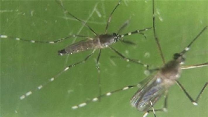 Telecanarias - Telecanarias - 16/03/2016