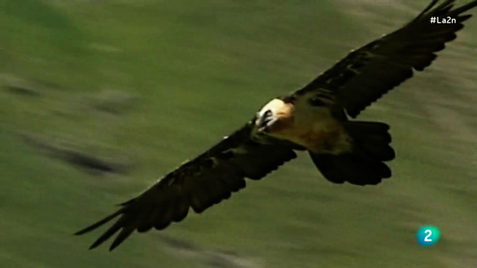 La 2 Noticias - Repoblar los cielos de quebrantahuesos - La 2 Noticias | Ver