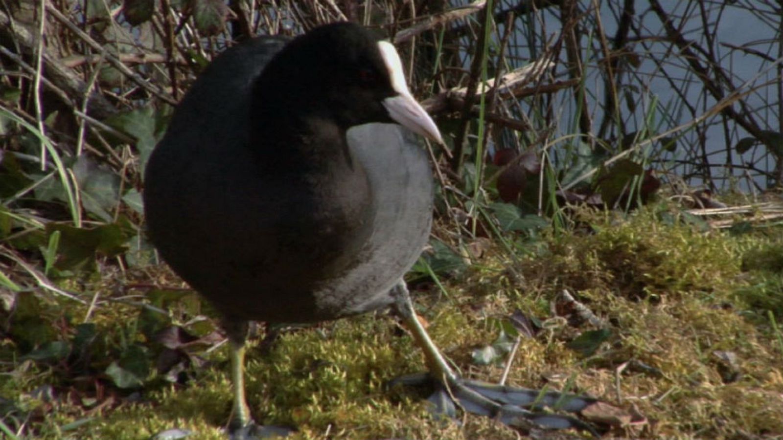 Naturaleza en blanco y negro