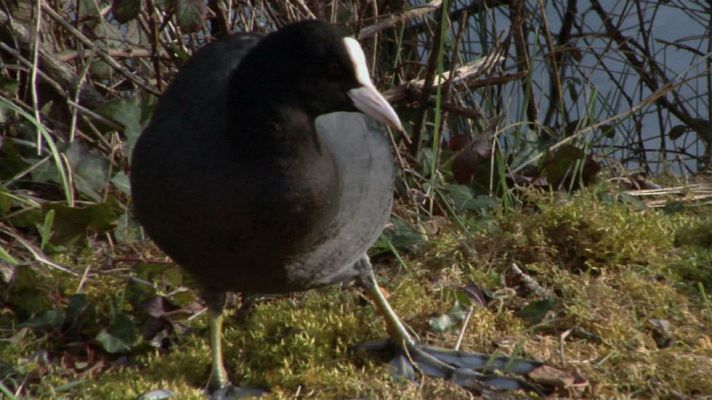 Aquí la Tierra - Naturaleza en blanco y negro