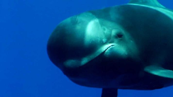 Jara y sedal - De costa a costa