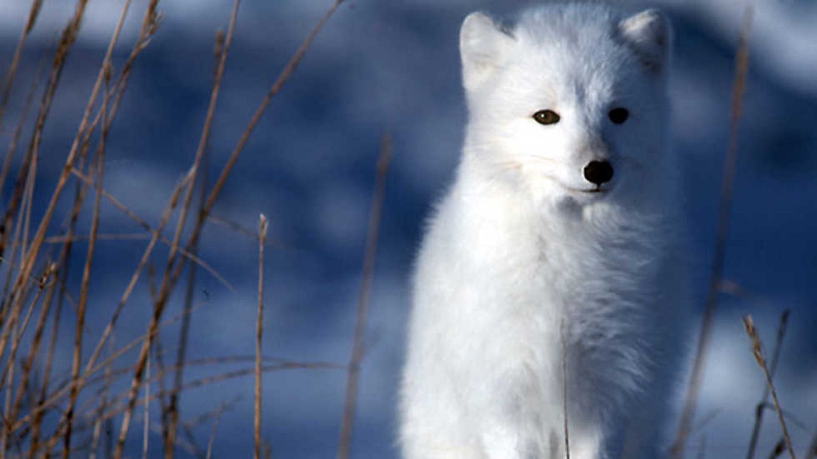 Otros documentales - Planeta Blanco - ver ahora