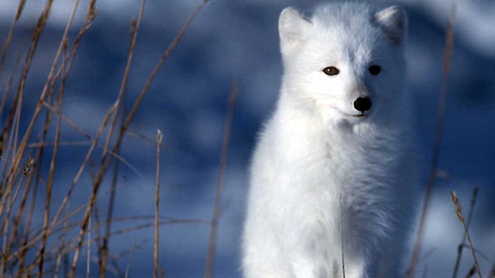 Otros documentales - Otros documentales - Planeta Blanco