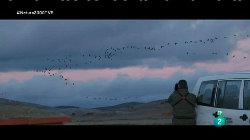 Red Natura 2000 - Contando  grullas en Gallocanta