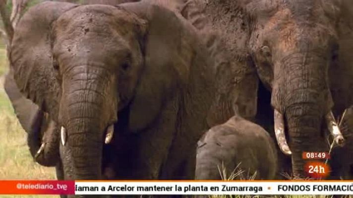 Europa - Europa contra el tráfico de especies salvajes