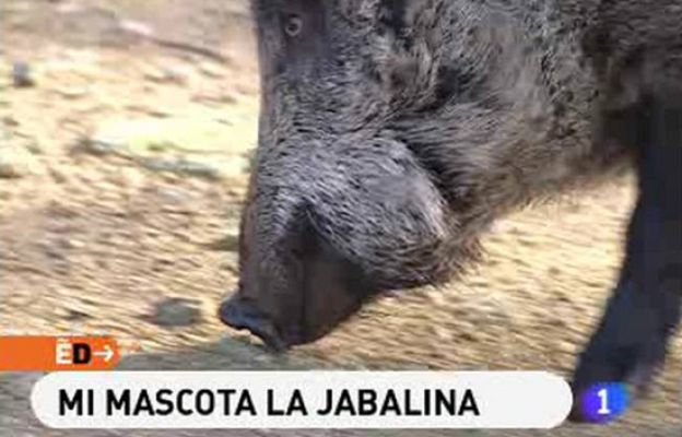España Directo - Mi mascota la jabalina