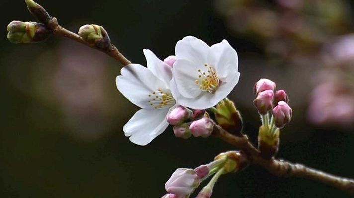 Informativo de Madrid - El Tiempo en la Comunidad de Madrid - 21/03/16