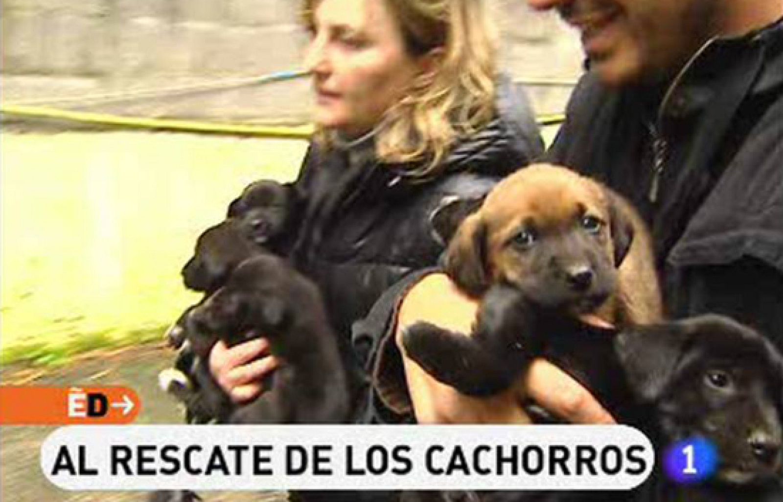 España Directo - Al rescate de los cachorros | Ver