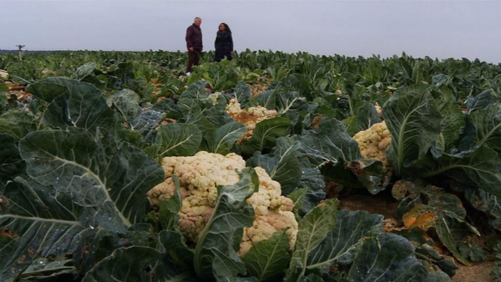 Un mar de coliflores