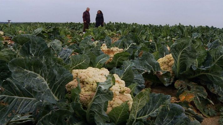 Aquí la Tierra - Un mar de coliflores
