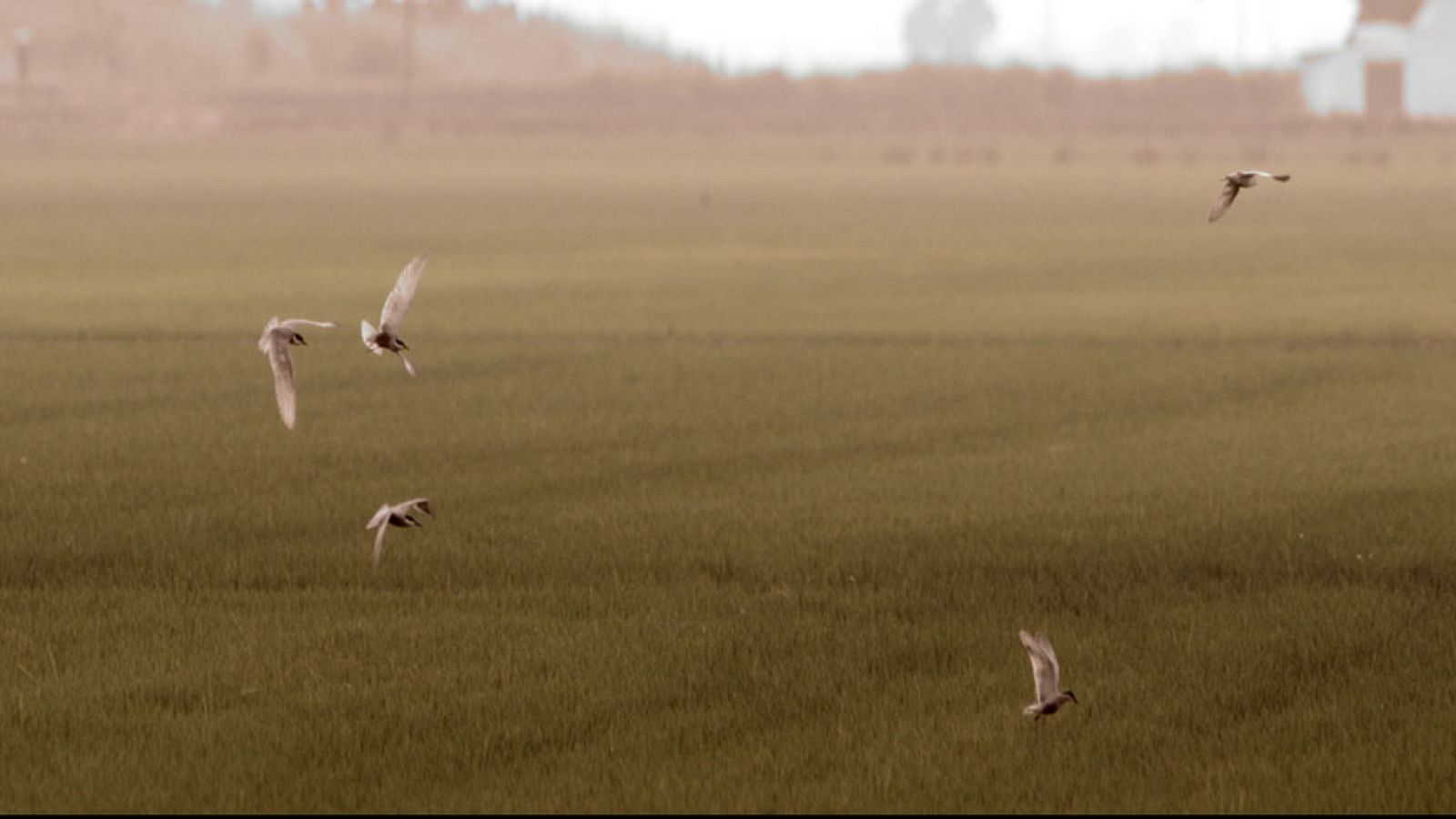 Red Natura 2000 - Delta del Ebro