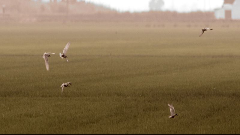 Red Natura 2000 - Delta del Ebro