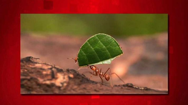 Saber y ganar - Saber y ganar. Edición Fin de semana - 26/03/16