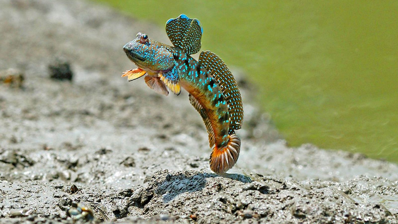 Grandes documentales - Los grandes bailarines de la Naturaleza: La danza del amor - ver ahora
