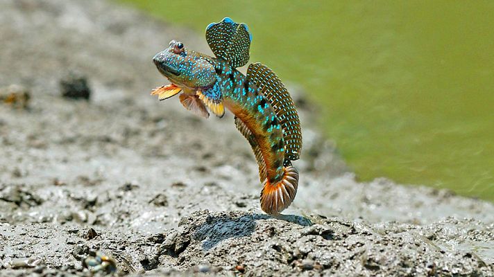 Grandes documentales - Los grandes bailarines de la Naturaleza: La danza del amor