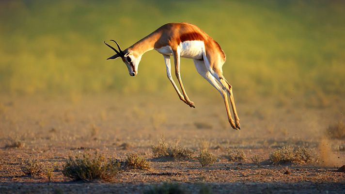 Grandes documentales - Los grandes bailarines de la Naturaleza:La danza por la vida