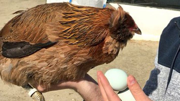 España Directo - La gallina de los huevos azules