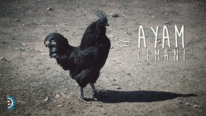 España Directo - España Directo - 29/03/16