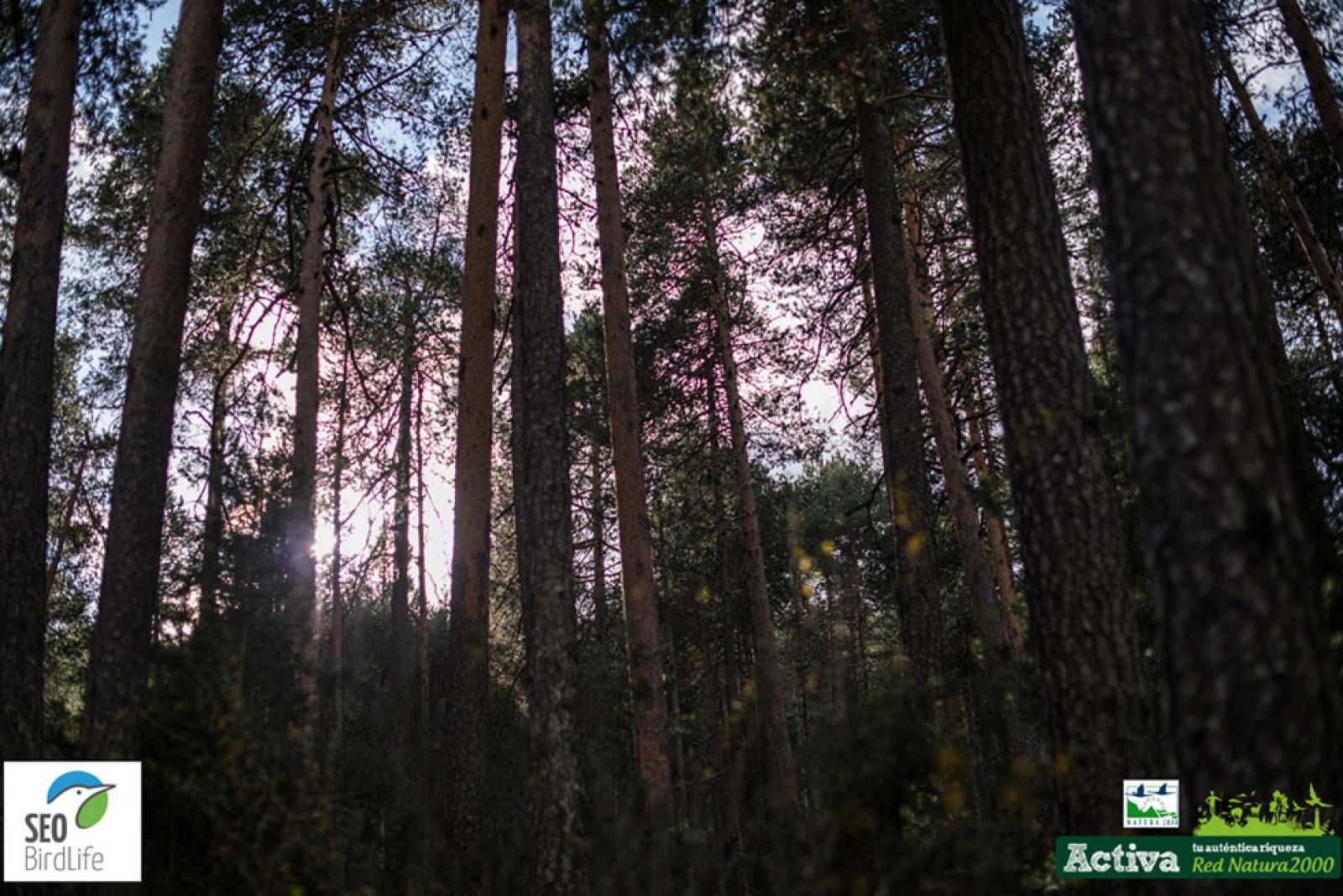 Red Natura 2000 - Alto Tajo y Mudela de San Juan