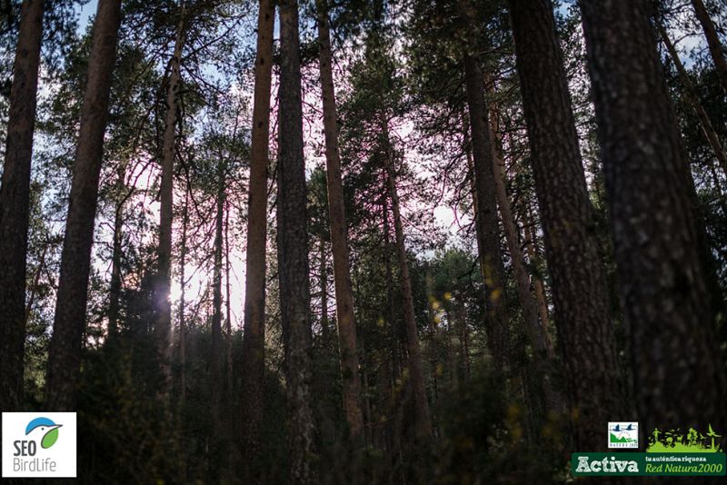 Red Natura 2000 - Alto Tajo y Mudela de San Juan